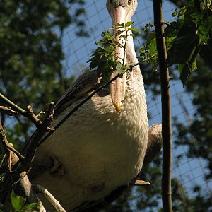 Spot-billed pelican