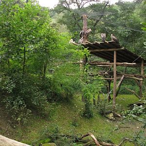 Vulture aviary