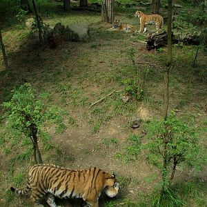Amur tigers