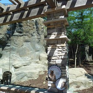 Legends Of The Wild - Himalayan Tahr Exhibit