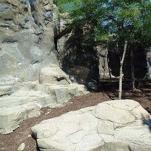 Legends Of The Wild - Himalayan Tahr Exhibit