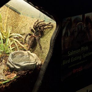 Salmon Pink Bird-Eating Spider - Closing Day - 05/09/2010