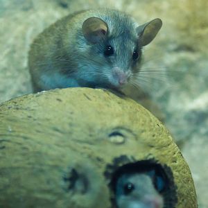 Turkish Spiny Mice - Closing Day - 05/09/2010