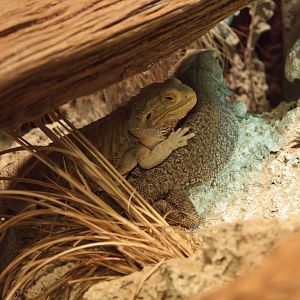 Bearded Dragon - Closing Day - 05/09/2010