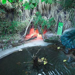 Spectacled Caiman - Closing Day - 05/09/2010