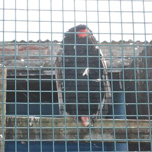 Male Bateleur Eagle at Liberty`s