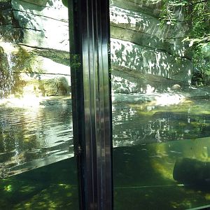 Wild Prairie - River Otter Exhibit