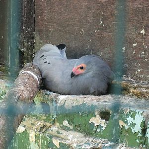 African Harrier Hawk or Gymnogene at Liberty`s