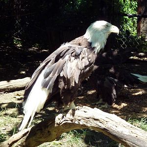 Wild Prairie - Bald Eagle