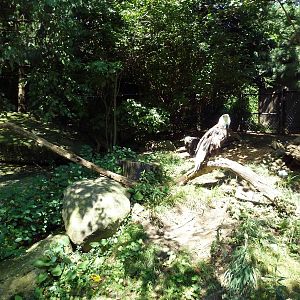Wild Prairie - Bald Eagle Exhibit