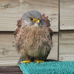 Kestrel at Liberty`s