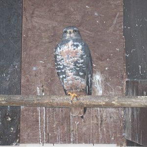 Jackal Buzzard (Buteo rufofuscus rufofuscus) at Liberty`s