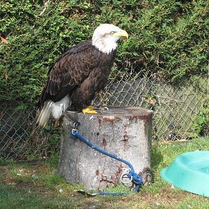 "Liberty" Bald Eagle at Liberty`s