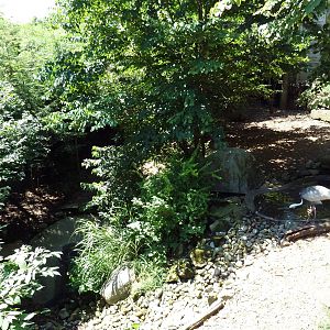 Tiger Valley - White-Naped Crane Exhibit