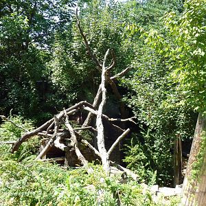 Tiger Valley - Red Panda Exhibit