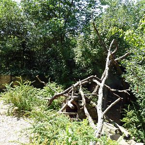 Tiger Valley - Red Panda Exhibit