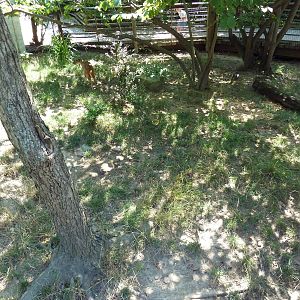 Tiger Valley - Muntjac Exhibit