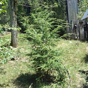 Tiger Valley - Muntjac Exhibit
