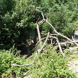 Tiger Valley - Red Panda Exhibit