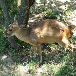 Tiger Valley - Muntjac