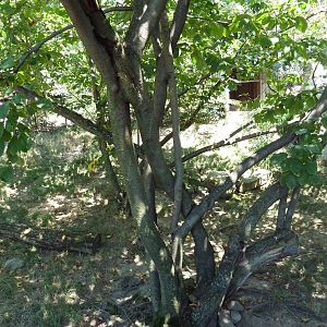 Tiger Valley - Muntjac Exhibit