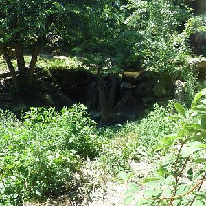 Tiger Valley - Sumatran Tiger Exhibit