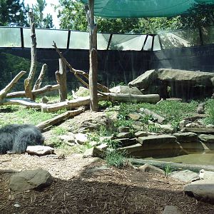 Tiger Valley - Sloth Bear Exhibit