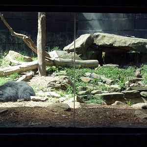 Tiger Valley - Sloth Bear Exhibit