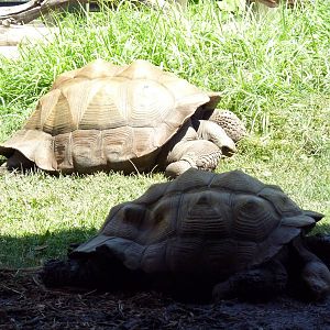 Komodo Kingdom - Galapagos Tortoises