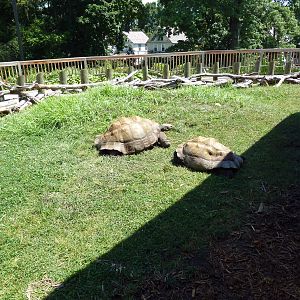Komodo Kingdom - Galapagos Tortoise Outdoor Exhibit