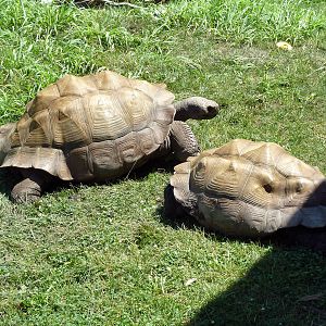 Komodo Kingdom - Galapagos Tortoises