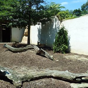 Legends Of The Wild - Sika Deer Exhibit