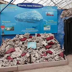 Coral Exhibit - Closing Day - 05/09/2010