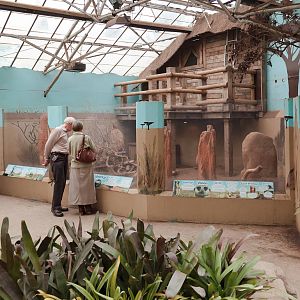Meerkat Exhibit - Closing Day - 05/09/2010
