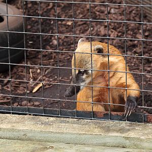 Coati - Closing Day - 05/09/2010