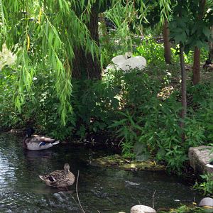 Trumpeter Swan Exhibit