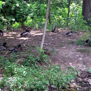 Trumpeter Swan Exhibit