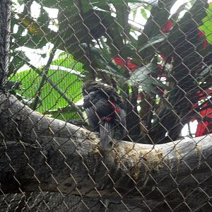 Tropics-Green Aracari