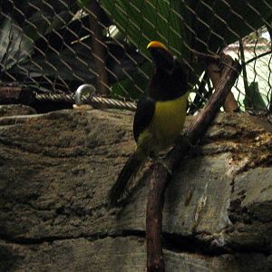 Tropics-Green Aracari