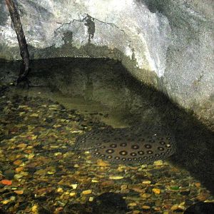 Tropics-Freshwater Stingray