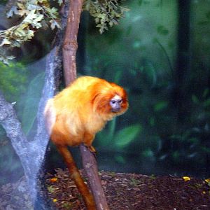 Tropics-Golden Lion Tamarin