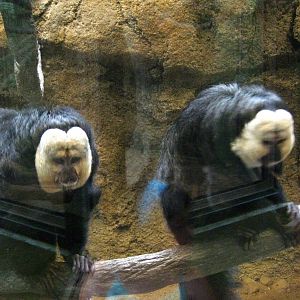 Tropics-White-faced Saki Monkeys