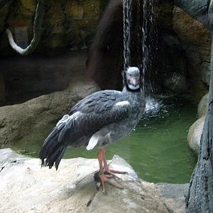 Tropics-Crested Screamer