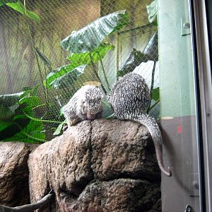 Tropics-Prehensile-Tailed Porcupines