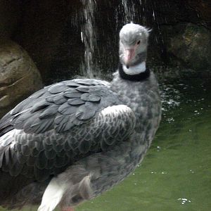 Tropics-Crested Screamer
