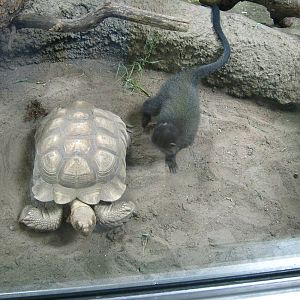 Tropics-African Spurred Tortoise and Blue Monkey