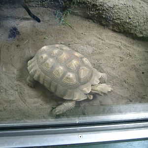 Tropics-African Spurred Tortoise