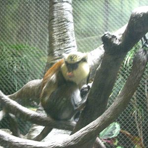 Tropics-Mona Monkeys