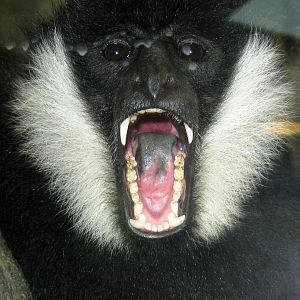 Tropics-White-cheeked Gibbon