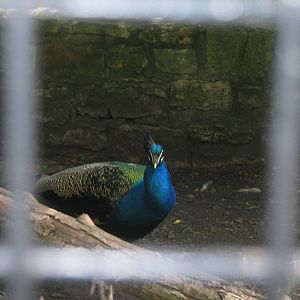 Aviary Row-Common Peafowl
